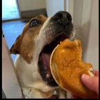 Cheeseburger Cheeseburger